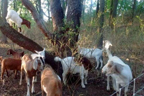 Union Files Grievance Over University's Use Of Goats To Clear Weeds