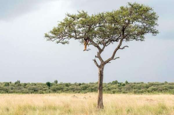 Can You Spot The Leopard In This Tree?