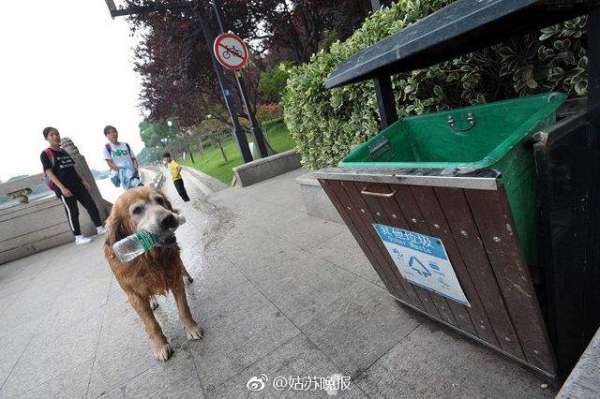 Meet The Golden Retriever That Is Cleaning Up A Suzhou River, One Bottle At A Time