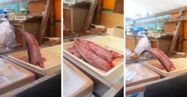 Slice Of Yellowfin Tuna Seen ‘thrashing About’ In Video
