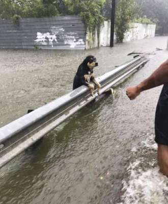 Some People Left Their Dogs Tied Up To Die In The Flood