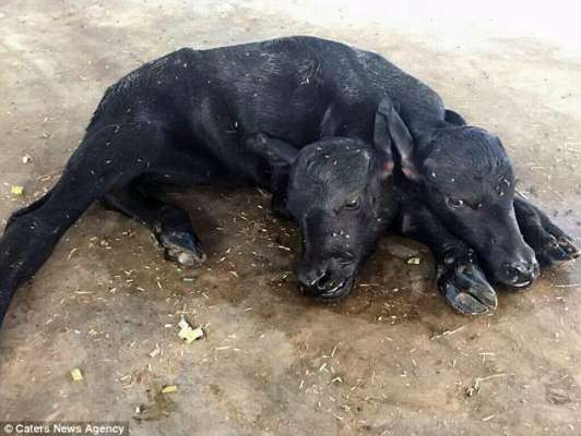 'It's A Miracle!' Rapturous Welcome To Two-headed Buffalo Calf Born On Pakistani Dairy Farm