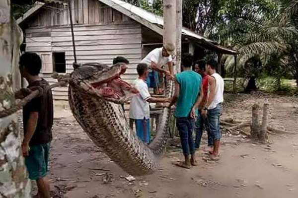 Giant Python Attacks Indonesian Man Before Being Eaten