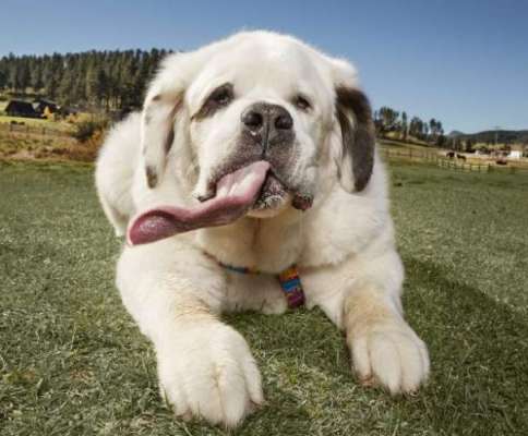 Dog’s Giant 7ins Tongue Is The Longest In The World