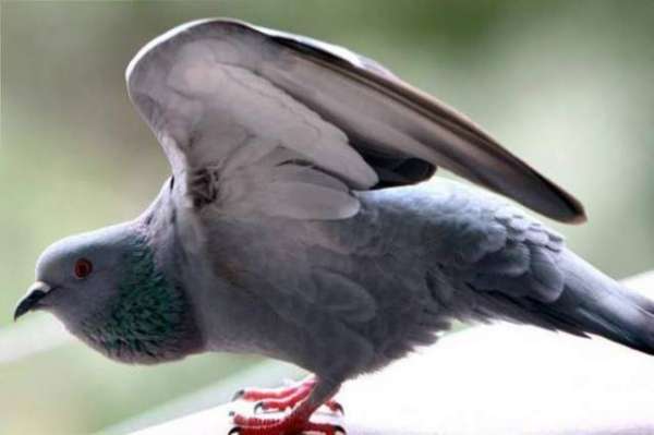 Bus Conductor Punished For Letting Pigeon Ride Bus For Free