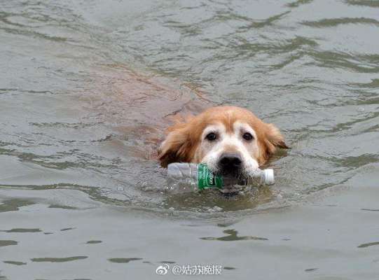 Meet The Golden Retriever That Is Cleaning Up A Suzhou River, One Bottle At A Time