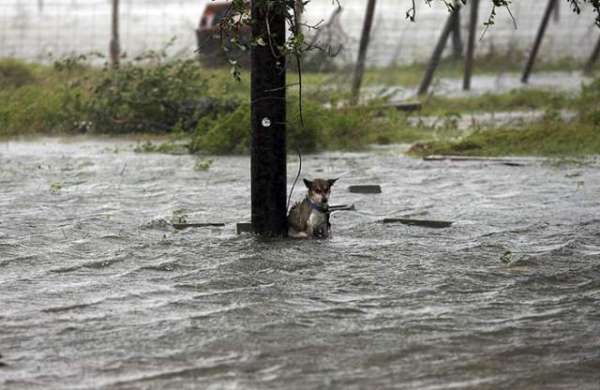 Some People Left Their Dogs Tied Up To Die In The Flood