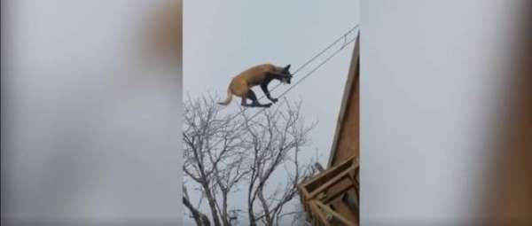 Talented Dog Shows Off Tightrope Walking Skills