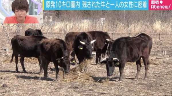 Woman Risks Her Life Tending To Abandoned Cattle In Fukushima Radiation Zone