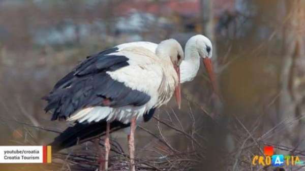 Male Stork Travels 14,000 Km Every Year To Be With His Handicapped Mate