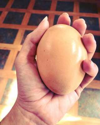 Farmer Discovers Small Egg Inside Of Large Egg