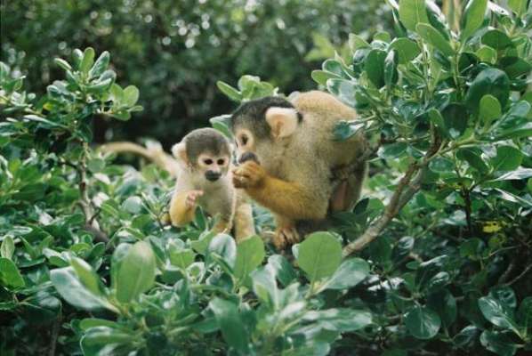 Zoo Theft Attempt Foiled When Monkeys Fight Back