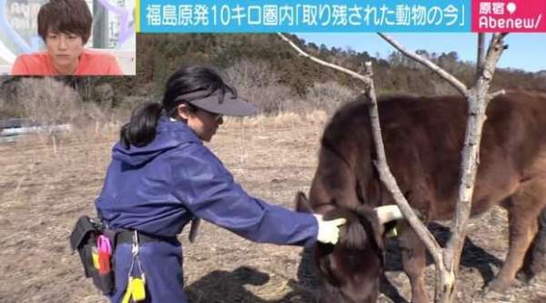 Woman Risks Her Life Tending To Abandoned Cattle In Fukushima Radiation Zone