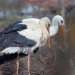 Male Stork Travels 14,000 Km Every Year to Be with His Handicapped Mate