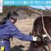 Woman Risks Her Life Tending to Abandoned Cattle in Fukushima Radiation Zone