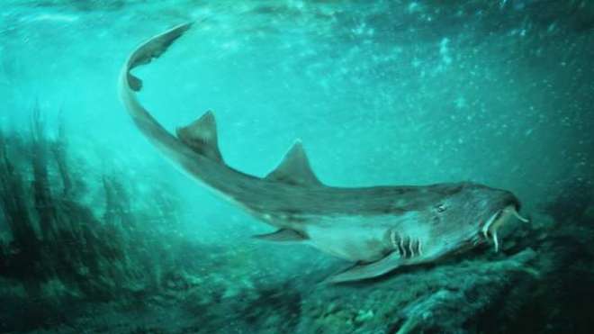 Scientists name ancient shark species after arcade classic 'Galaga'