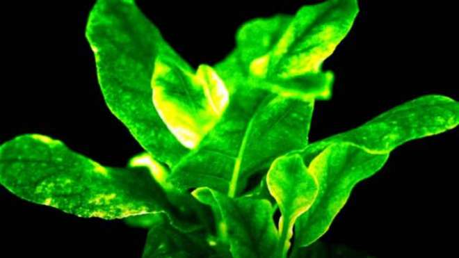 Scientists Create Bioluminescent Plants